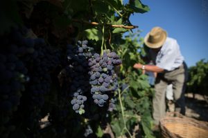 Nero d’Avola e Grillo solo nella Doc Sicilia: l’ultima parola del Consiglio di Stato