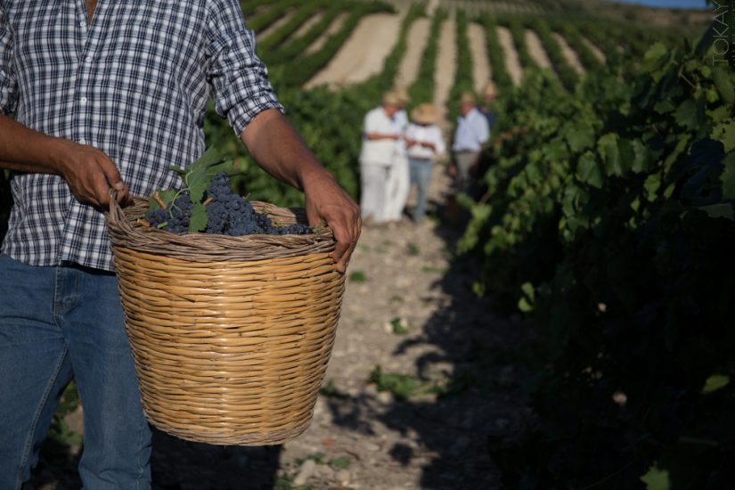 È già tempo di vendemmia 2020: domani al via la raccolta in Sicilia, con Settesoli