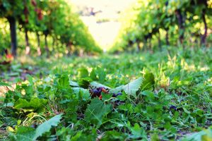 Riduzione volontaria delle rese: dei 100 milioni stanziati solo 39 spesi. Ma restano al vino Riduzione volontaria delle rese: dei 100 milioni stanziati solo 39 spesi. Ma restano al vino