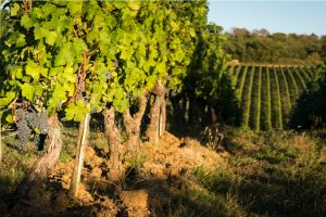 Bastano 1,8 metri quadrati di suolo per produrre un chilo di vino Bastano 1,8 metri quadrati di suolo per produrre un chilo di vino