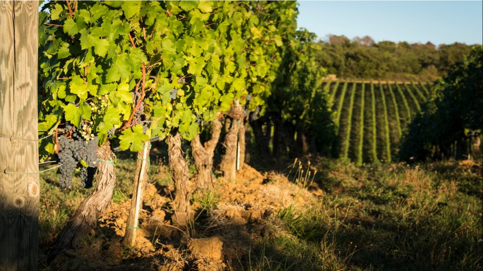 La Tenuta di Arceno nel Chianti Classico, del gruppo americano Jackson Family