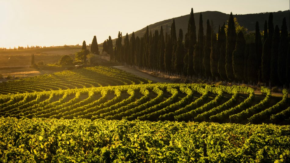 La Tenuta di Arceno nel Chianti Classico, del gruppo americano Jackson Family