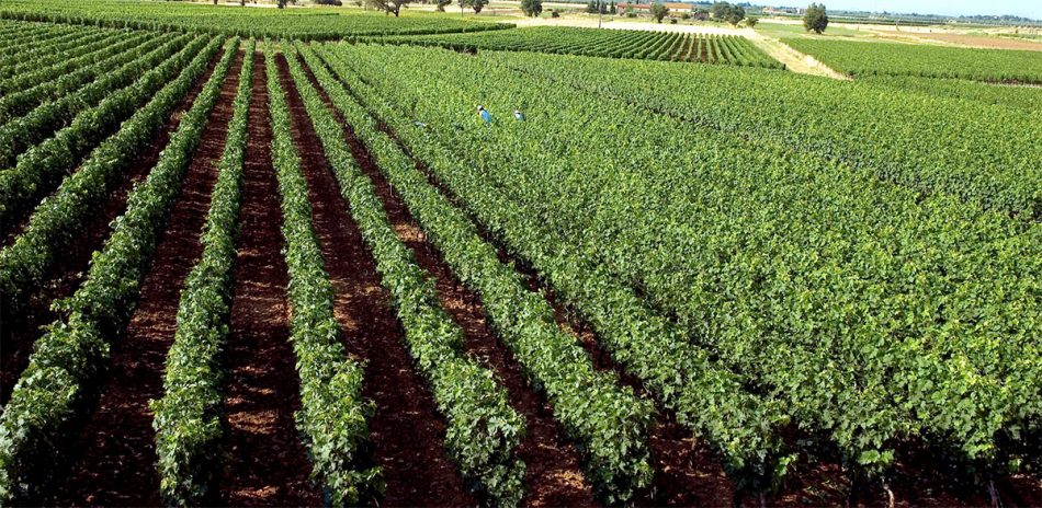 I filari di Tua Rita