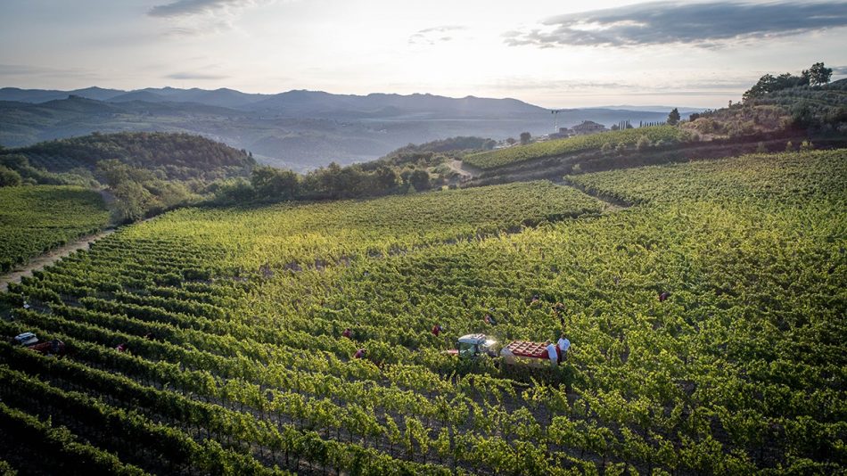 I vigneti di Vallepicciola nel Chianti Classico