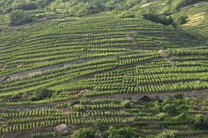 Tra viticoltura eroica e accoglienza, Nebbiolo e ricambio generazionale: la Valtellina del vino Tra viticoltura eroica e accoglienza, Nebbiolo e ricambio generazionale: la Valtellina del vino