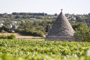 Sud enoico: al primo posto nel segmento dei vini da tavola, ma l’export è ancora marginale Sud enoico: al primo posto nel segmento dei vini da tavola, ma l’export è ancora marginale