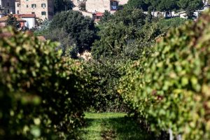 “Suvereto Wine”: quando le cantine si uniscono per promuovere il territorio