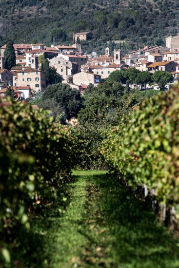 I vigneti di Tua Rita che guardano Suvereto 