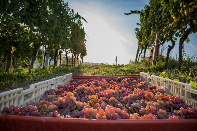 Il Villaggio Fontanafredda, riserva bio-naturale dalla vigna alla tavola, all’ospitalità