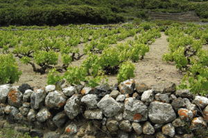 Vigneti eroici e storici: ecco il decreto di Politiche Agricole, Beni Culturali e Ambiente
