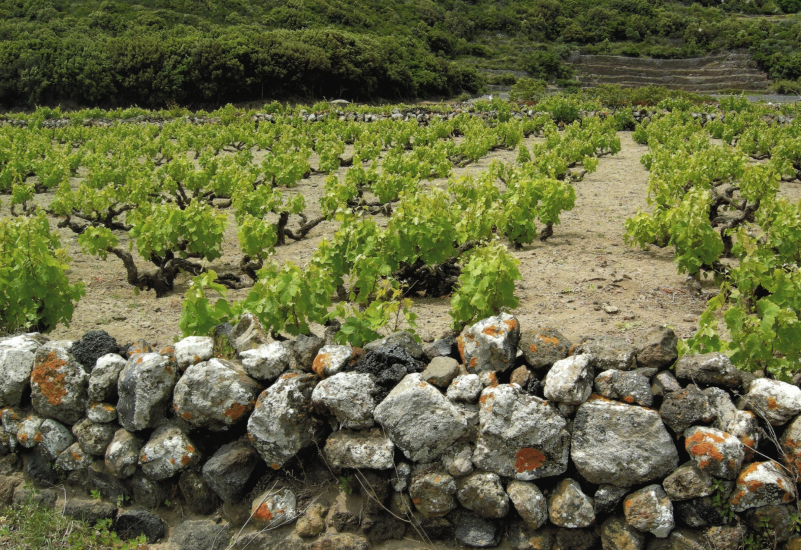 Pantelleria, tra le mete top per la Guida “Italia all’Aria Aperta” del Gambero Rosso