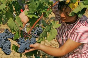 Towards a good harvest, but prices and markets worry Italian producers Towards a good harvest, but prices and markets worry Italian producers