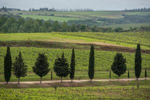 Dal Brunello di Montalcino al Barbaresco, la passione di Wout Van Aert per il vino italiano Dal Brunello di Montalcino al Barbaresco, la passione di Wout Van Aert per il vino italiano