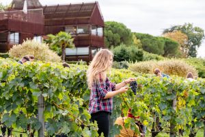 Giovani studenti e disoccupati tornano a vendemmiare nei vigneti di Francia. Ma non in Italia Giovani studenti e disoccupati tornano a vendemmiare nei vigneti di Francia. Ma non in Italia