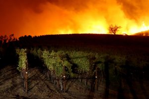 Incendi nella Napa Valley, ad andare a fuoco sono anche molti vigneti. In piena vendemmia