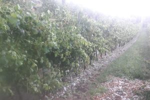 Dal lambrusco ai kiwi, il maltempo in Nord Italia causa milioni di euro di danni