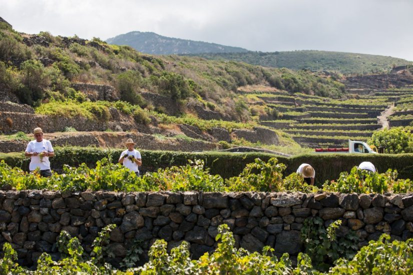 La vendemmia a Pantelleria