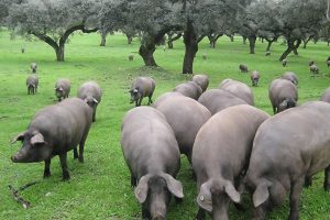 I maiali “Pata Negra” volano in Usa, e l’industria del prosciutto spagnolo si indigna