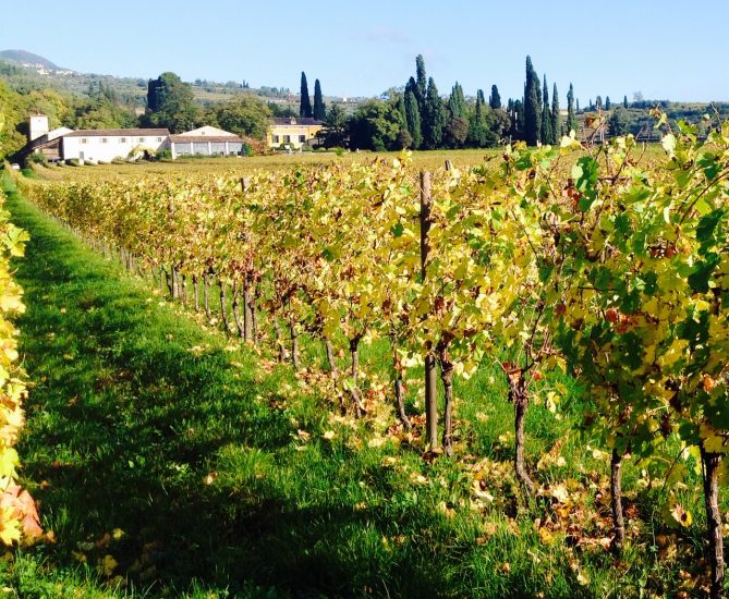Le Possessioni Serego Alighieri in Valpolicella