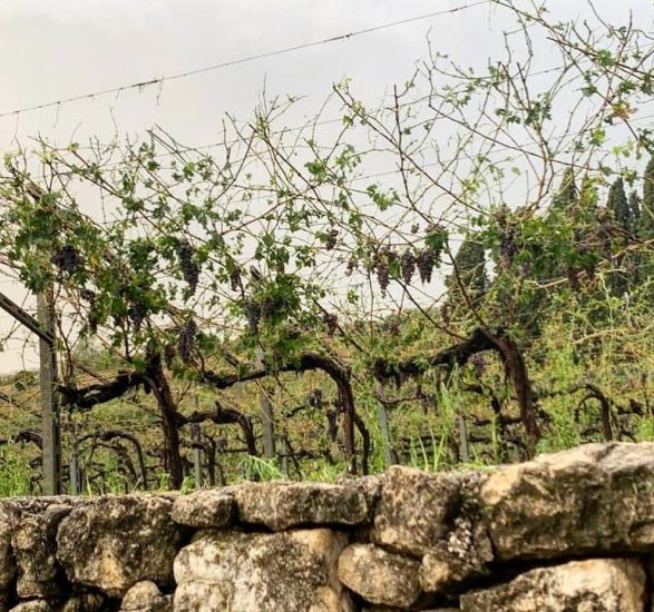 I vigneti della Valpolicella sulle Marogne, spogliati dalla grandine 