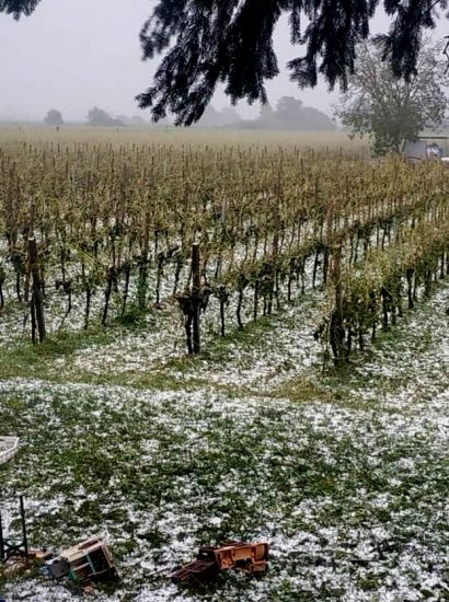La grandine tra i vigneti della Valpolicella: colpito il 3% dei vigneti in modo grave