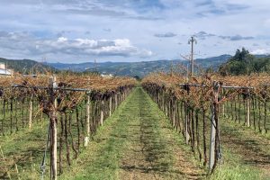 Valpolicella “salva” dalla grandine: colpito il 5% dei vigneti. Le parole di Consorzio e produttori