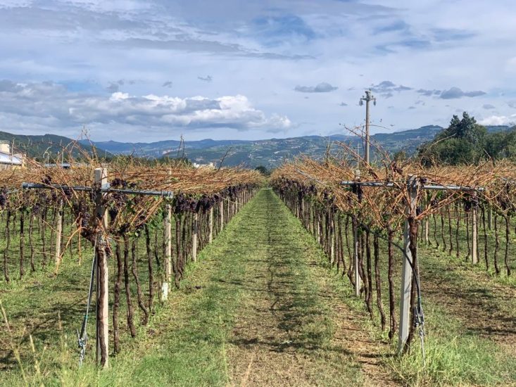 I vigneti della Valpolicella colpiti dalla grandine completamente spogli
