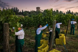 Vendemmia, dalla Sicilia all’Umbria è già tempo di bianchi: quantità in calo, ma che qualità