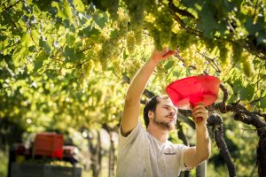 Dopo Sicilia, Franciacorta e Trentodoc (da Ferrari), la raccolta entra nel vivo