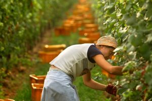 Inizia la vendemmia in Italia: il taglio dei primi grappoli in Franciacorta con le uve Chardonnay Inizia la vendemmia in Italia: il taglio dei primi grappoli in Franciacorta con le uve Chardonnay