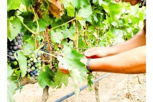 Harvest 2020: the overview of Assoenologi, Ismea and Unione Italiana Vini