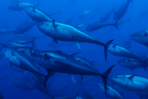 Armatore Cetara, Ventresca di Tonno Rosso