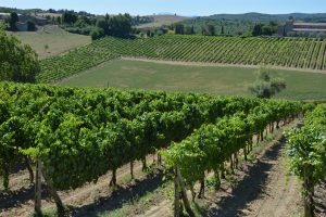 Nasce Vivito, tra le pi&ugrave; grandi cooperative del vino di Toscana