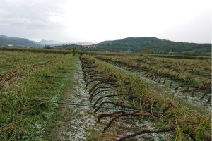 Il Veneto alla conta dei danni (contenuti, almeno per la viticoltura) dopo il nubifragio