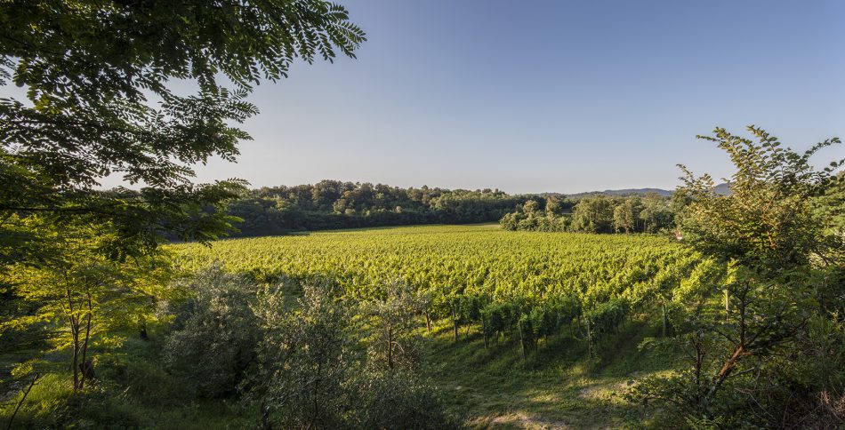 I vigneti di Villa Crespia
