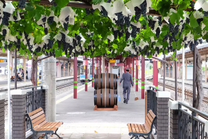More than an urban vineyard: in Japan the wine produced from the vines of a railway station is born