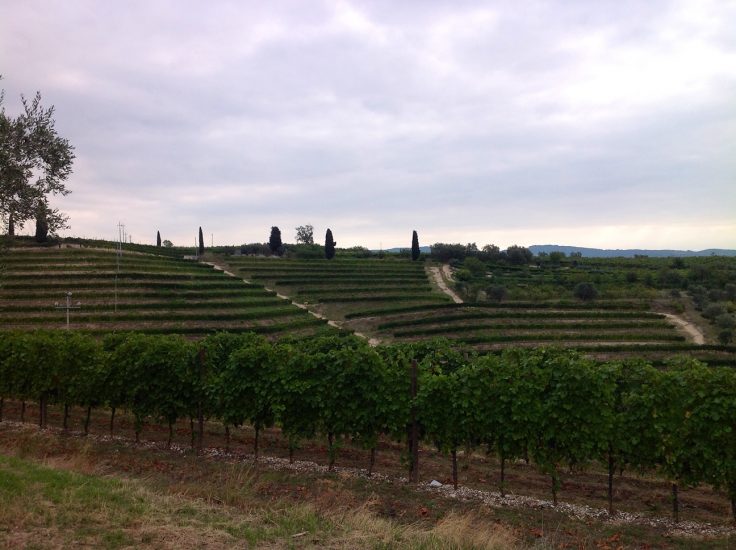 Dai vigneti Serego Alighieri nascono vini come Amarone e Recioto