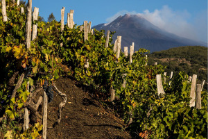 I Quaderni di WineNews - L'Etna