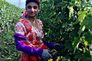 Harvesting gets to the heart of the matter: with WineNews among the rows of vines of Italy