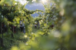 Tutti “en plein air”: il Movimento Turismo del Vino rilancia nel 2021, con “Vigneti Aperti” Tutti “en plein air”: il Movimento Turismo del Vino rilancia nel 2021, con “Vigneti Aperti”