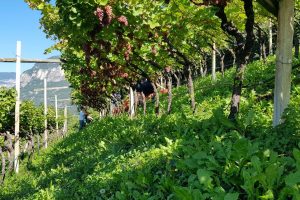 Quando tecnologia e tradizione vanno a braccetto, tra i filari: la vendemmia di Cavit