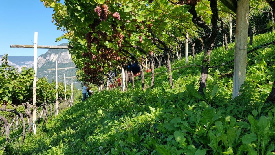 Tra i filari di Cavit, tecnologia e tradizione a braccetto