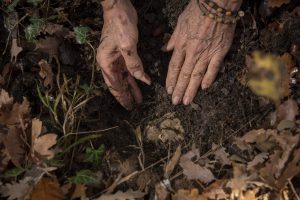 Dopo la “Tuber Primae Noctis”, vero e proprio “Capodanno del tartufo”, da oggi parte la raccolta Dopo la “Tuber Primae Noctis”, vero e proprio “Capodanno del tartufo”, da oggi parte la raccolta