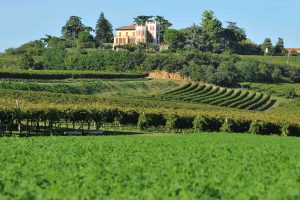 Nei Colli Berici, tra i filari in vendemmia e la bellezza del territorio e delle ville del Palladio Nei Colli Berici, tra i filari in vendemmia e la bellezza del territorio e delle ville del Palladio