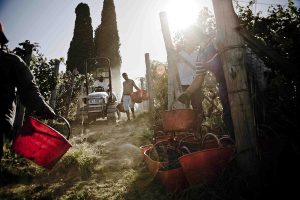 Anima antica e austera, oggi con una visione moderna e “pop”: ecco la Barbera d’Asti Anima antica e austera, oggi con una visione moderna e “pop”: ecco la Barbera d’Asti
