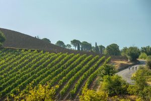 Nella “Top 100 Wines of 2020” di James Suckling guida il Brunello di Montalcino