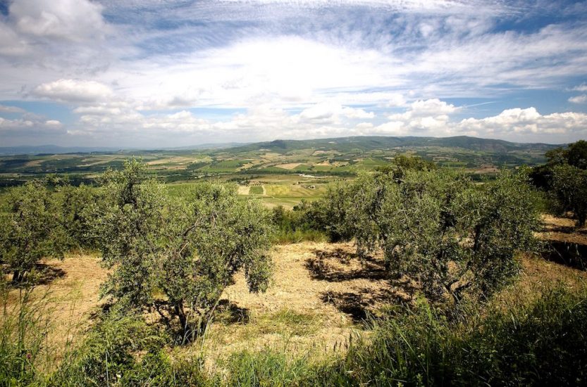 Gli ulivi del Frantoio Franci, in Umbria