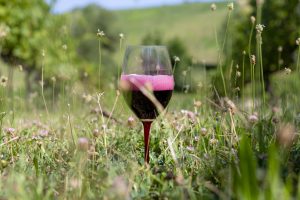 Lambrusco, nasce un “superConsorzio” unico da 16.600 ettari e 170 milioni di bottiglie Lambrusco, nasce un “superConsorzio” unico da 16.600 ettari e 170 milioni di bottiglie