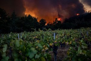 Napa Valley avvolta dalle fiamme: tra Sant’Elena e Calistoga vigneti ed aziende distrutte Napa Valley avvolta dalle fiamme: tra Sant’Elena e Calistoga vigneti ed aziende distrutte