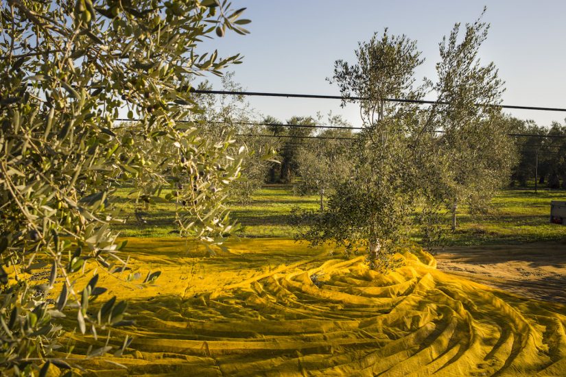 La raccolta delle olive al frantoio Mimì